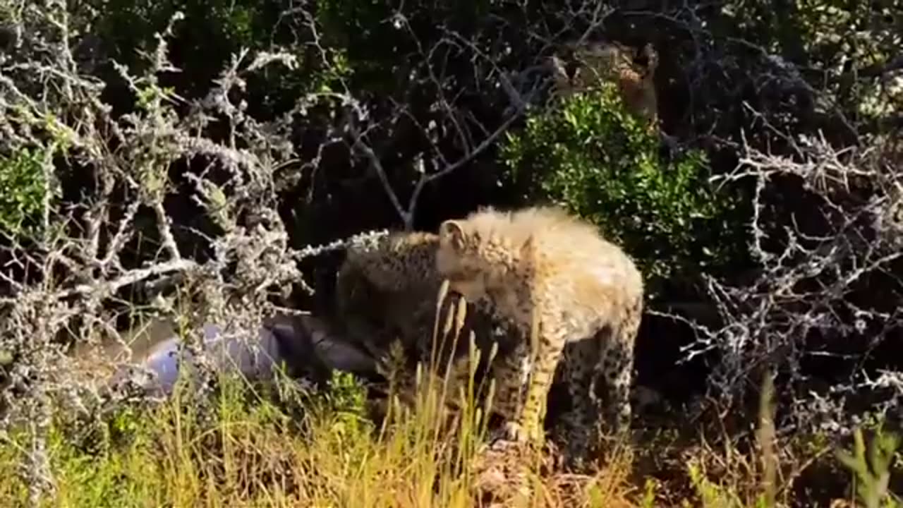 animals