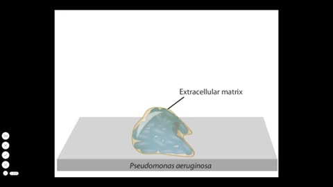 BIOFILM FORMATION