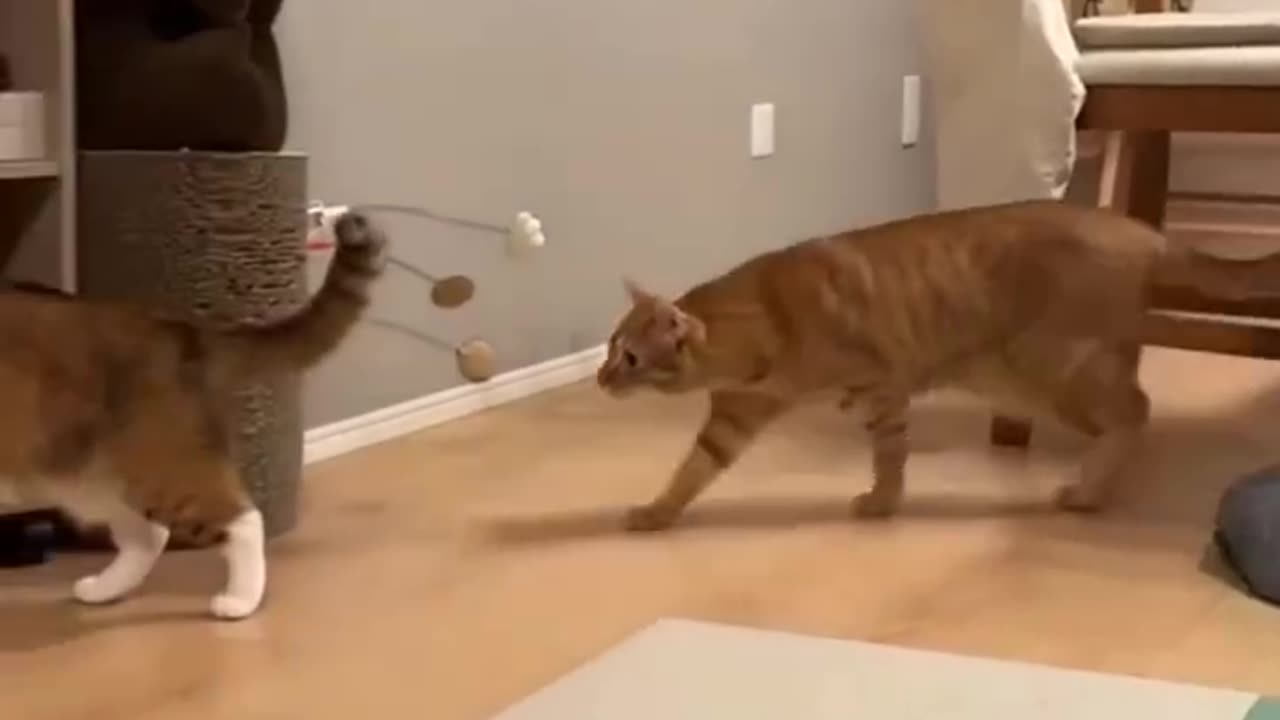 Funny Animals