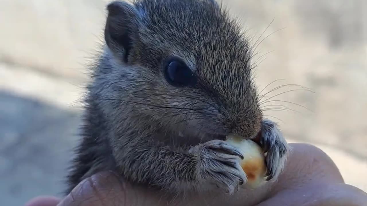 Baby Squirrel