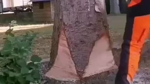 Cutting down tree ideas
