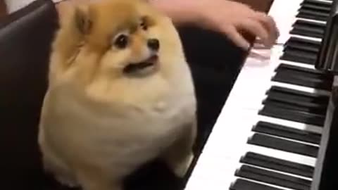Dog with piano