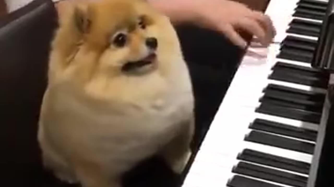 Dog with piano