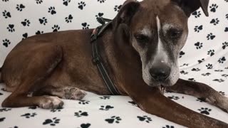 Astrid 8y A841285@TRN needs 2 be adopted Normally busy lady lounges with me during video20251005360