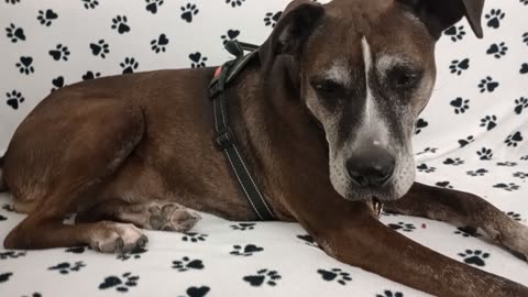 Astrid 8y A841285@TRN needs 2 be adopted Normally busy lady lounges with me during video20251005360
