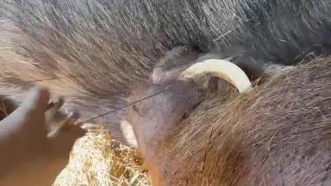 Pig Gets a Dental Day at the Sanctuary! 🐷🪥