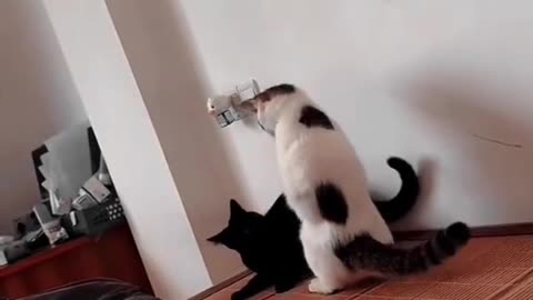 Funny cats