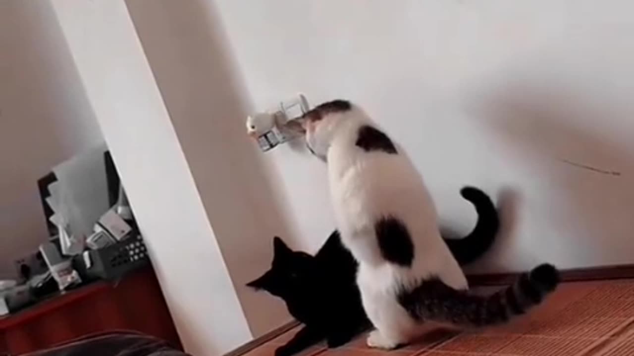 Funny cats