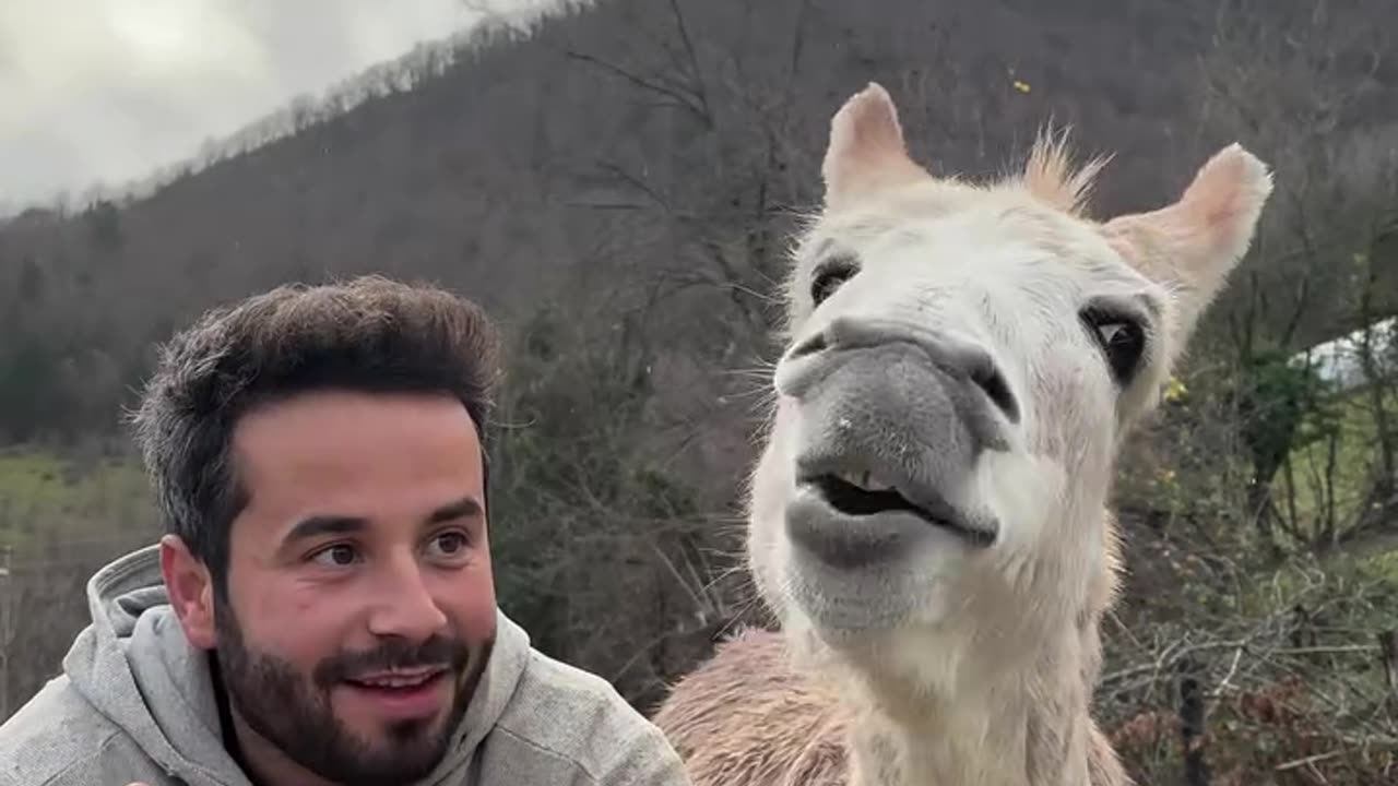 The Donkey Who Loves Oranges!