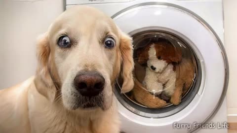 Funniest Animals Videos 2025 that will Make you Laugh to Tear EP2