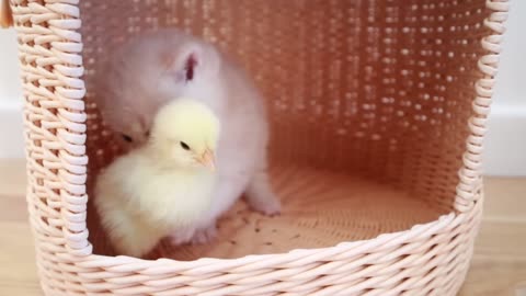 Cute cat walks with little chicken