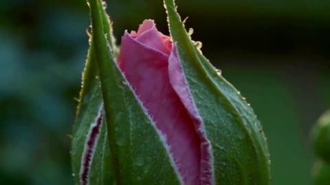 Rose Dream Meaning Unveiled