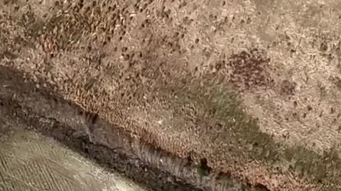🪂😱 Parachute Fail in Mid-Air — Man Falls Suddenly!