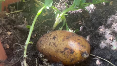 Digging up pot potatoes