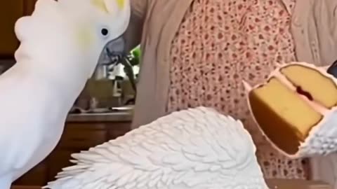 I think he knows what he's talking about. 🦜🤣