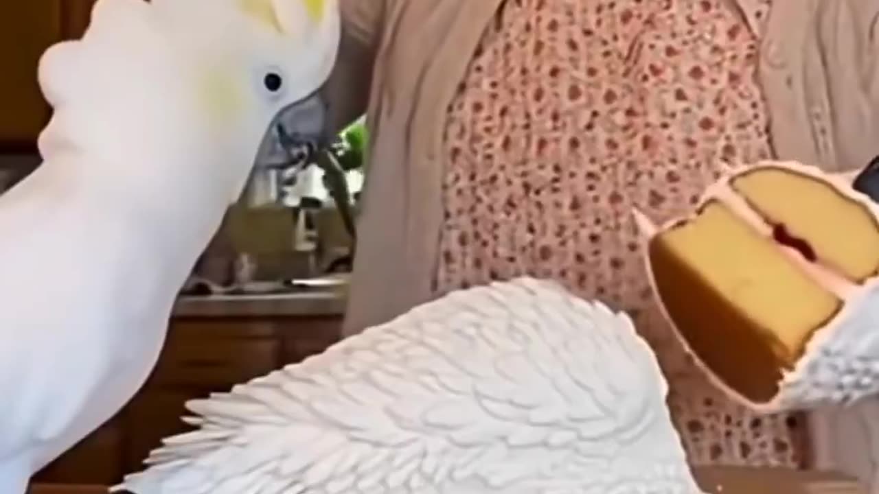 I think he knows what he's talking about. 🦜🤣