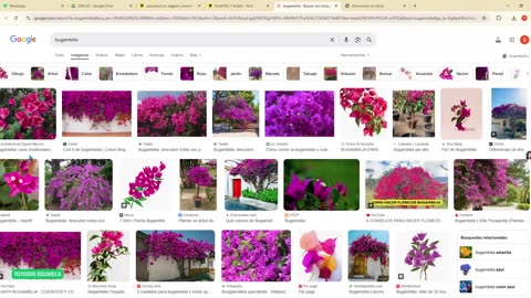 SAVIA REPASO 2025 - 2 | Semana 05 | Anatomía