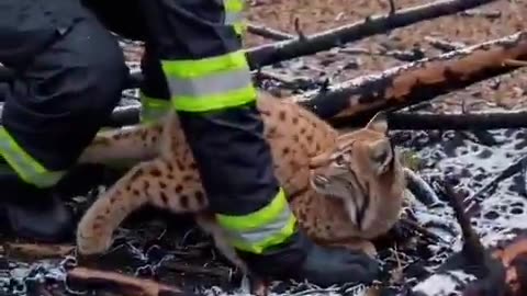 Une énorme pensée à tous les animaux et aux pompiers