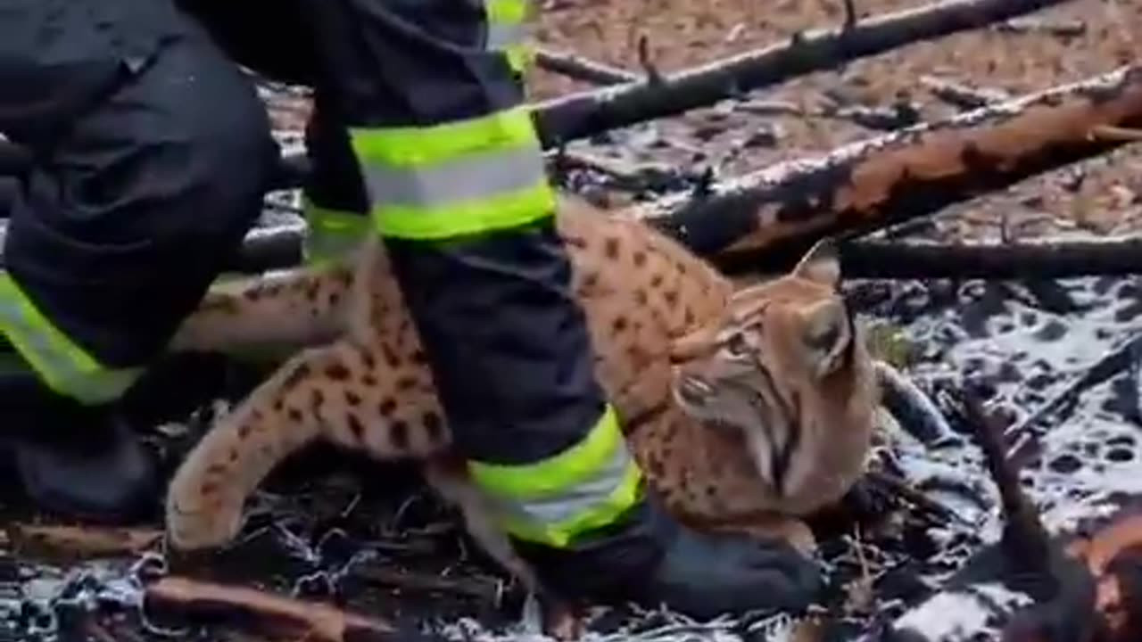 Une énorme pensée à tous les animaux et aux pompiers