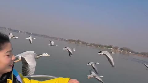 Duck's flying with boat