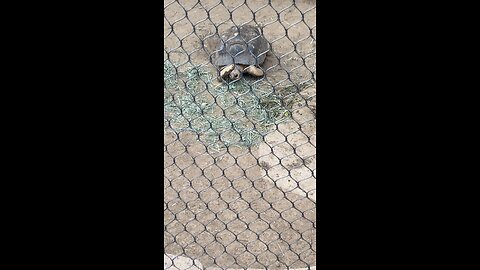 Radiated tortoise 🐢 #Radiatedtortoise #tortoise #followme #shorts #viral