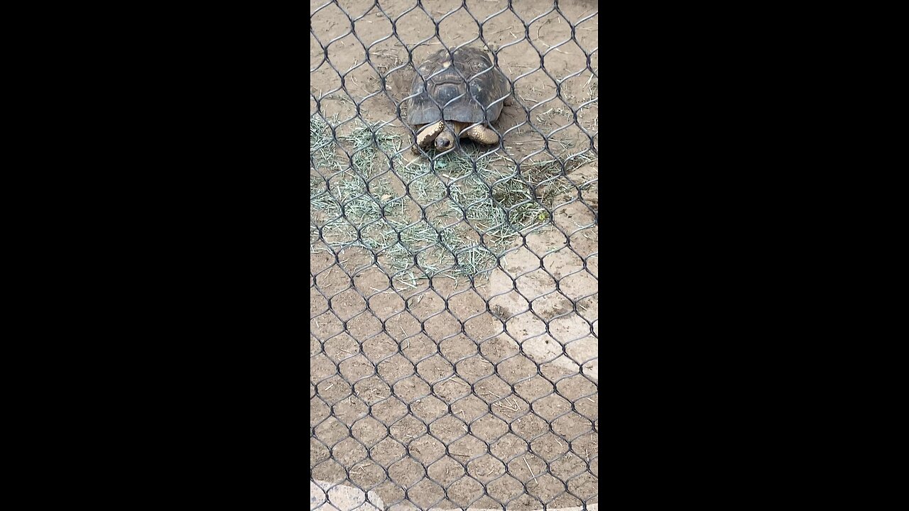 Radiated tortoise 🐢 #Radiatedtortoise #tortoise #followme #shorts #viral