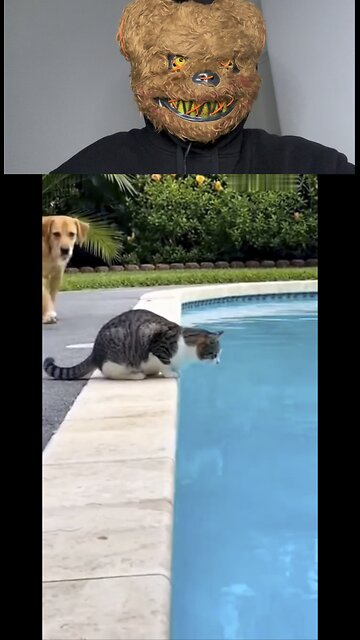 Dog vs cat 😂😂😂 funny video