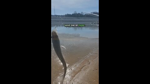 Thanksgiving Day Catch at Denison Dam #flyfishing #fishing #fun