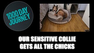 1000 Day Journey 0894 Our Sensitive Collie Gets All the Chicks