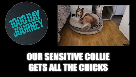 1000 Day Journey 0894 Our Sensitive Collie Gets All the Chicks