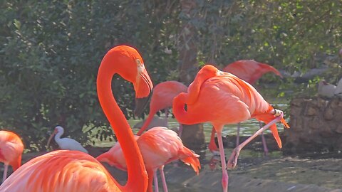 Tampa Busch Gardens Flamingos