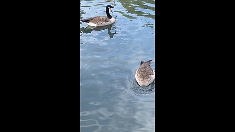 Canada Goose 🪿 #canadagoose #followme #shorts #viral #trending #goose