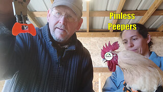 The roosters are killing each other! Are Pinless Peepers the answer?