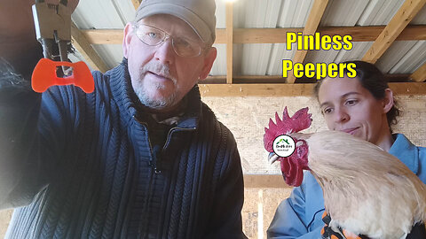 The roosters are killing each other! Are Pinless Peepers the answer?