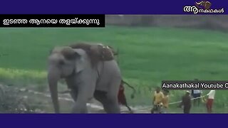 3 പേരെ കൊലപെടുയത്തിയ കൊലയാനയെ തളയ്ക്കുന്നു _ Elephant attack india _ makhna elephant attack