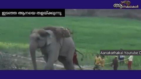 3 പേരെ കൊലപെടുയത്തിയ കൊലയാനയെ തളയ്ക്കുന്നു _ Elephant attack india _ makhna elephant attack