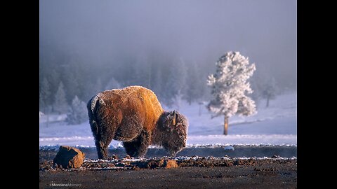 GSC Friday Night Live Stream 1/23/25