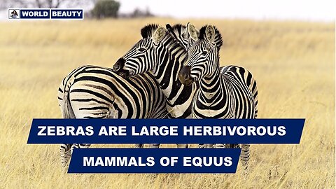 Zebras are large herbivorous mammals of Equus | World Beauty | Zebras