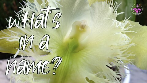 Why Orchid Names Change? Brief Breakdown Orchid Taxonomy & the Orchid Identity Crisis? #ninjaorchids