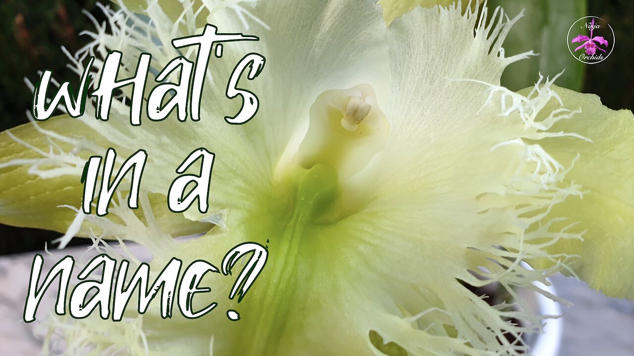 Why Orchid Names Change? Brief Breakdown Orchid Taxonomy & the Orchid Identity Crisis? #ninjaorchids