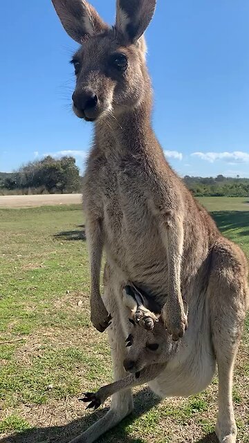 Kangaroo mum and baby