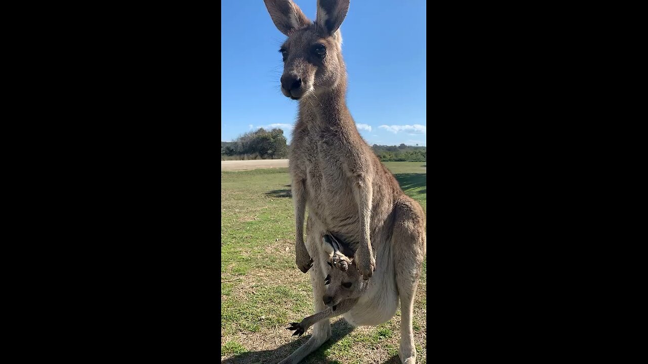 Kangaroo mum and baby