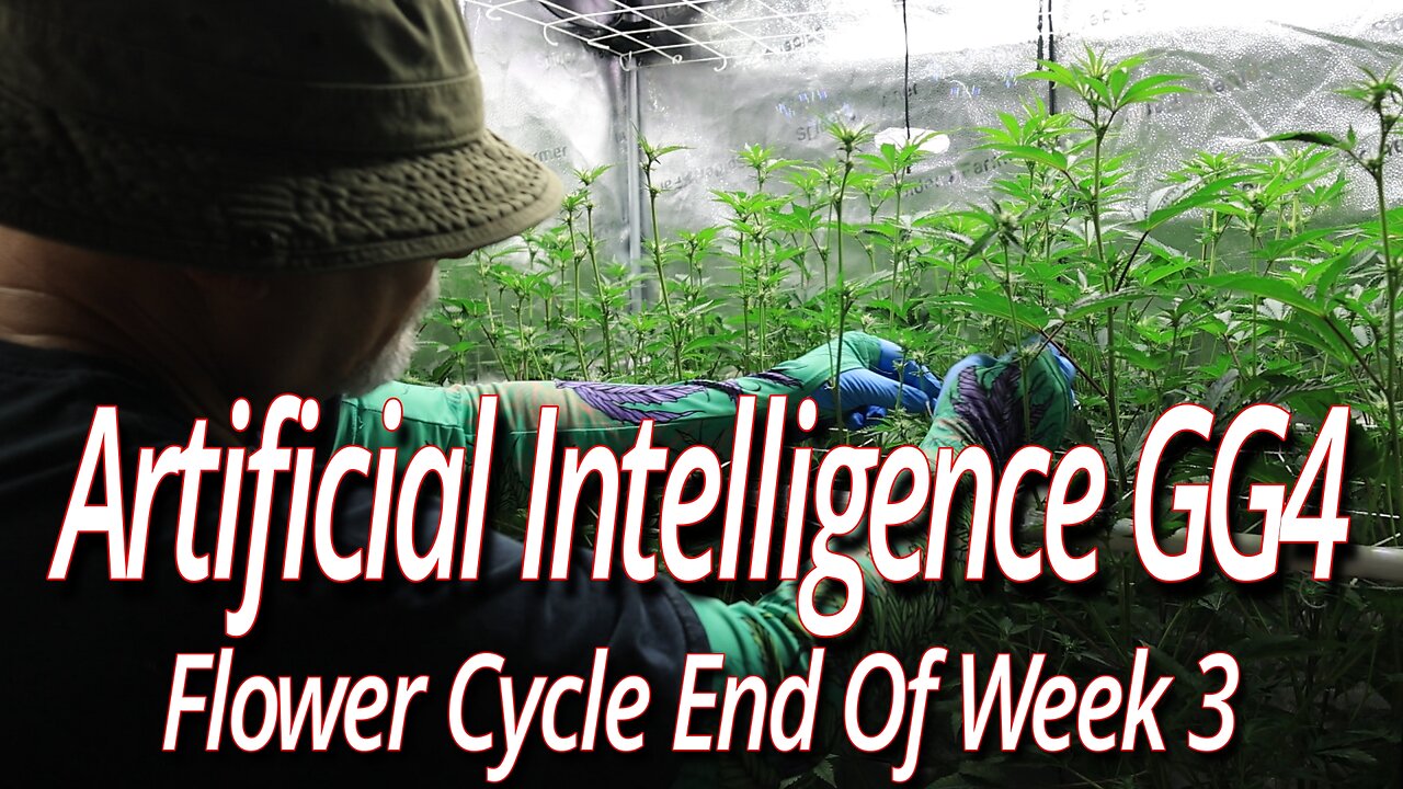 Artificial Intelligence GG4 Week 3, Blackdog LED Full Garden Update