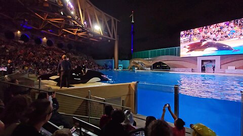 Orca Encounter, SeaWorld, Orlando