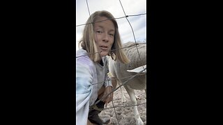 Our ewe has a prolapsed rectum