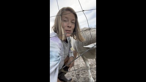 Our ewe has a prolapsed rectum