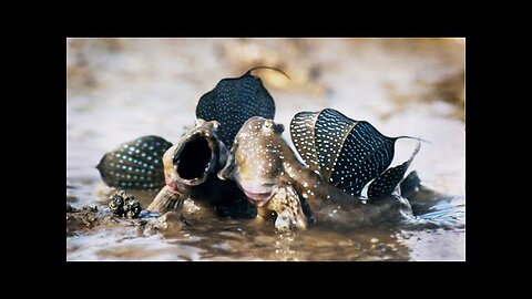 Mudskippers_ The Fish That Walk on Land