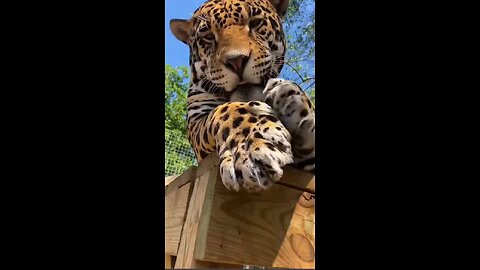 Big cats have big claws!