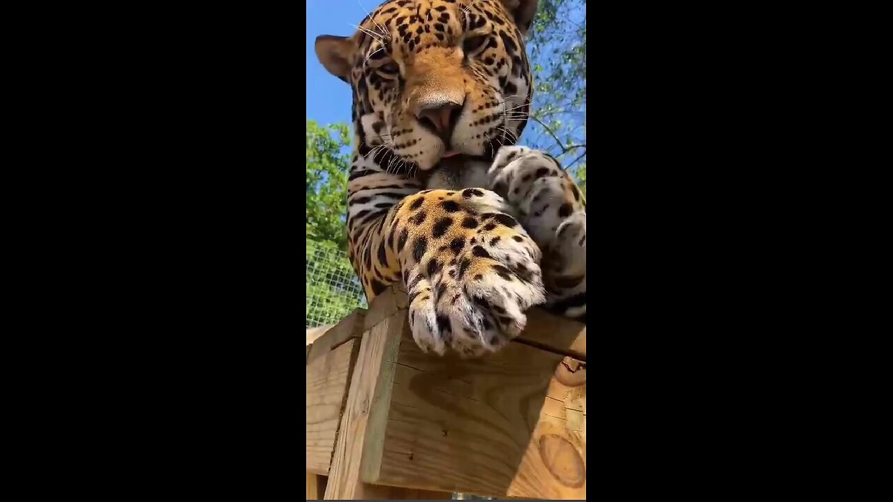 Big cats have big claws!