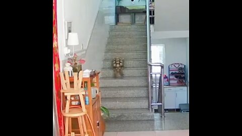 Una tortuga elige una vía muy rápida para su traslado